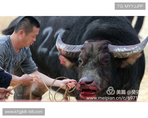 天天斗牛怎么玩才能赢得更多胜利技巧详解让你轻松成为斗牛高手